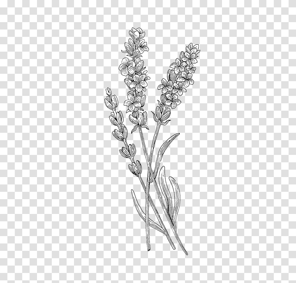 Lavender Drawing Botanical Plant Drawing, Grass, Lace, Floral Design Transparent Png