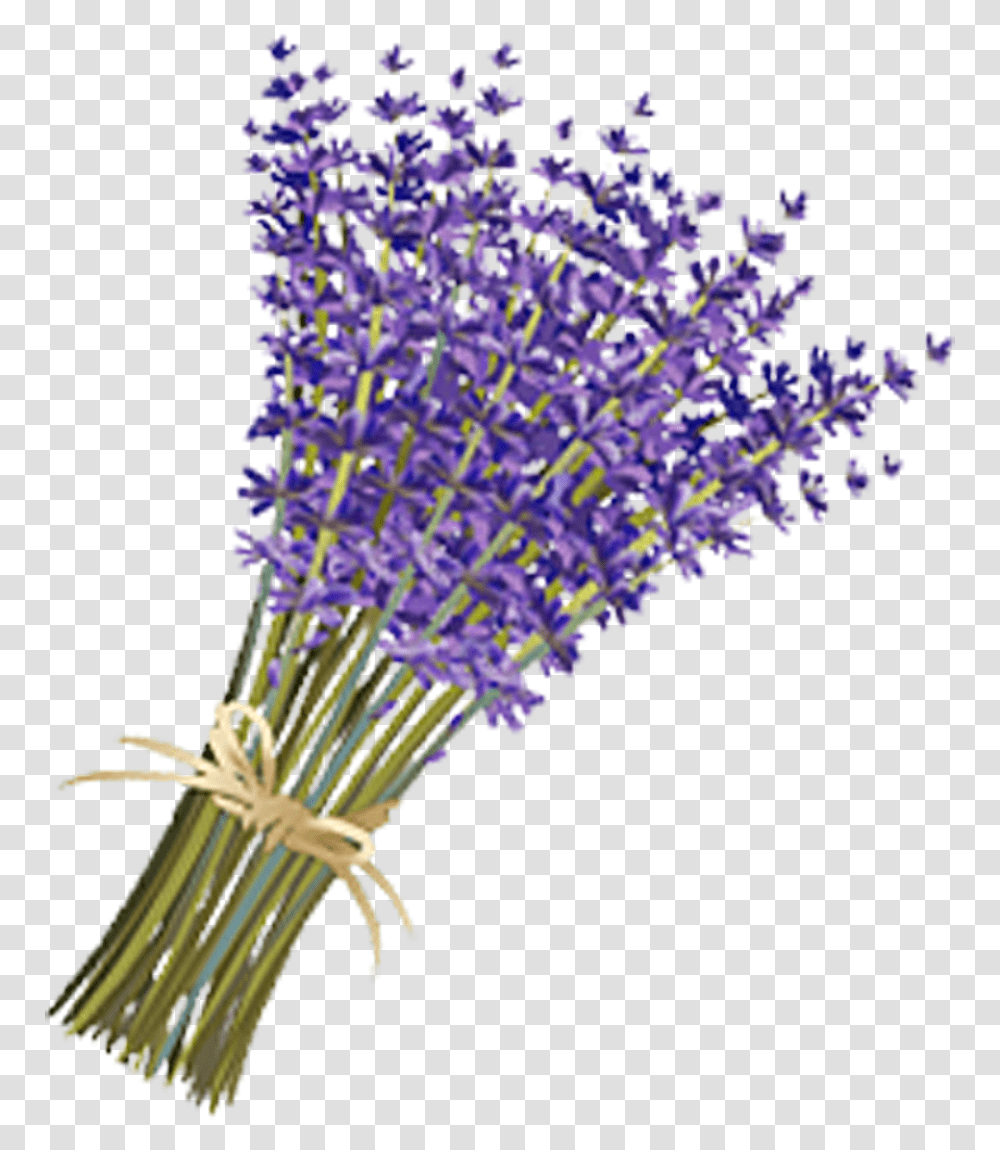 Lavender Drawing Lavender Flower, Plant, Blossom, Pollen, Bush Transparent Png