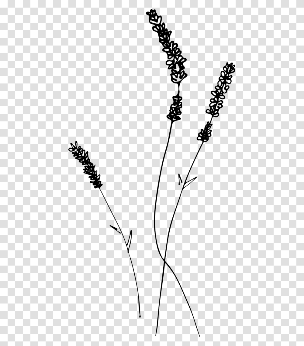 Lavender Drawing Line Art, Green, Plant, Flower, Grass Transparent Png