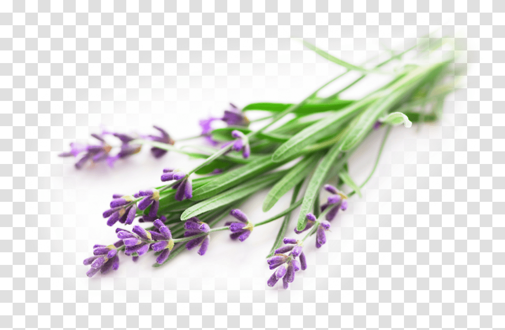 Lavender Essential Oil Lavender, Plant, Flower, Blossom, Petal Transparent Png