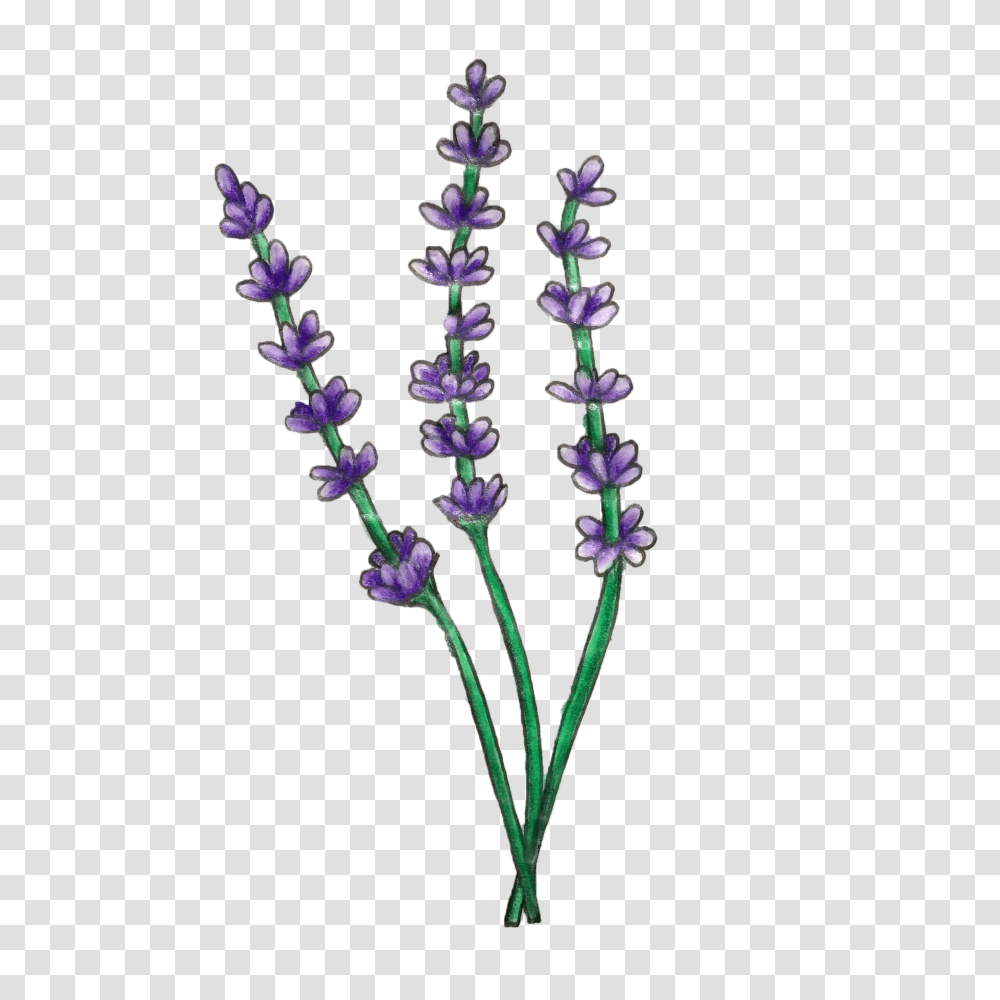Lavender Essential Oil Naked Truth Beauty, Plant, Flower, Blossom, Pattern Transparent Png