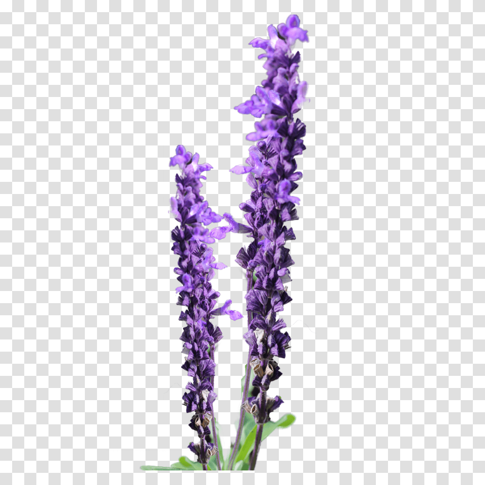 Lavender Flower Clip Art Free Lavender Flower Free Background Lavender Flower, Plant, Blossom, Lilac, Lupin Transparent Png