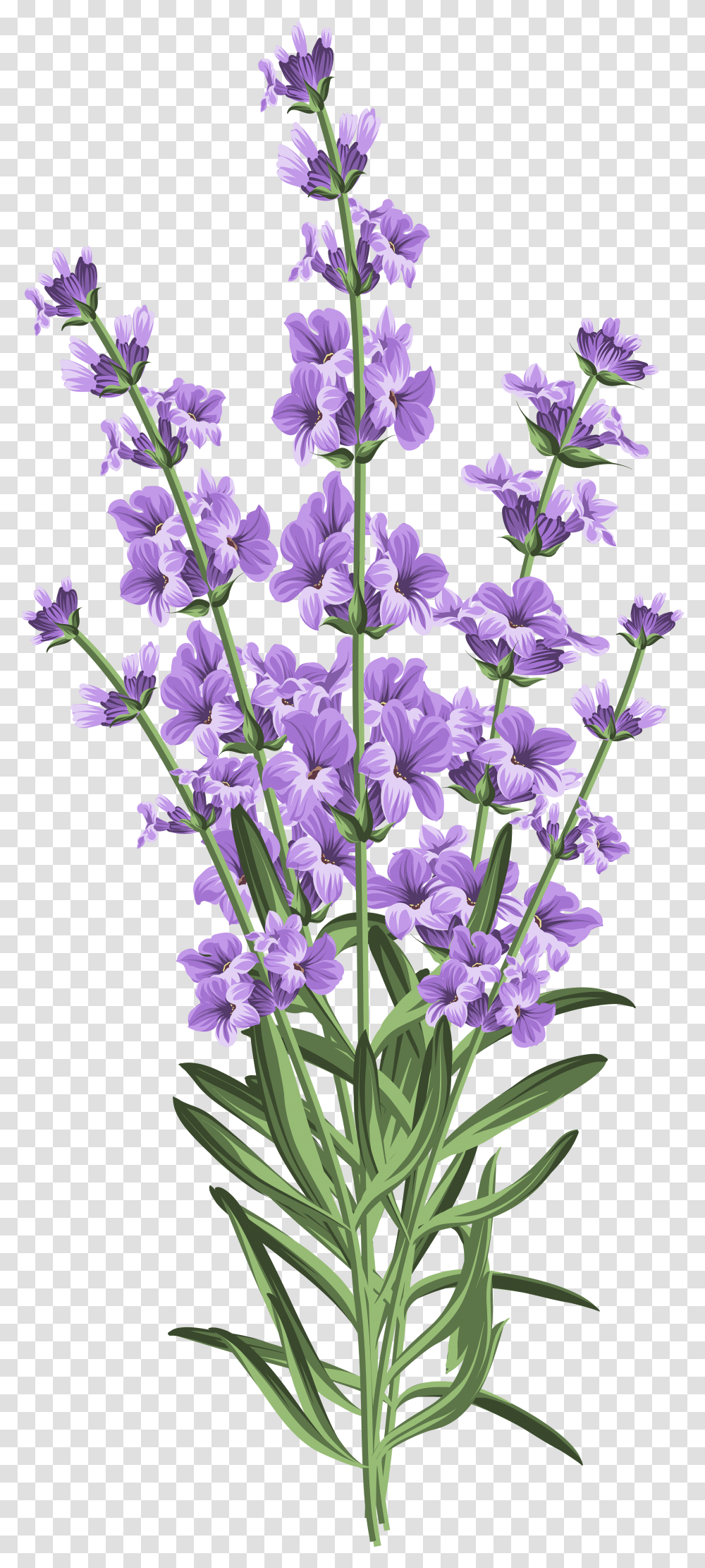 Lavender Flower Clip Art Lavender White Background Transparent Png
