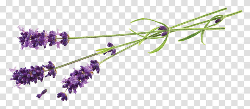 Lavender Flower Natural Shampoo Wholesale Eu, Plant, Blossom, Person, Human Transparent Png