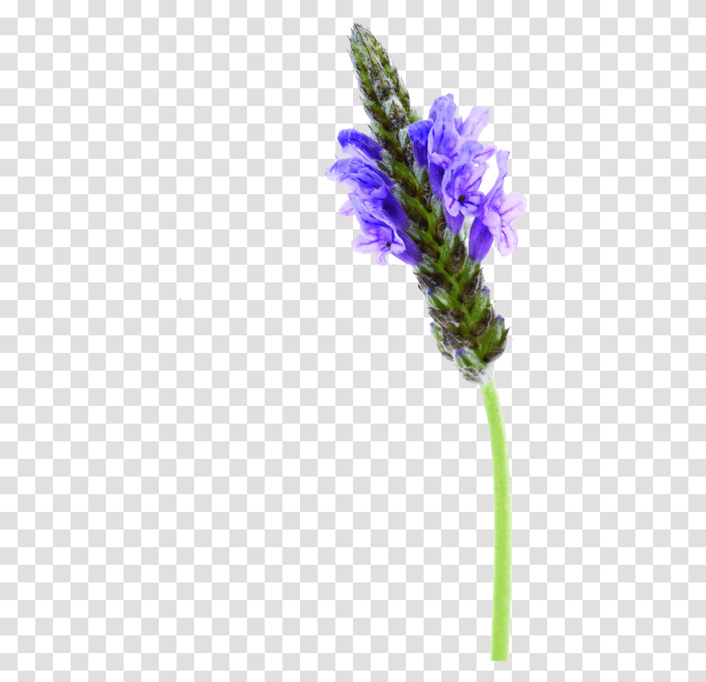 Lavender Flowers Format, Plant, Lupin, Pollen, Geranium Transparent Png