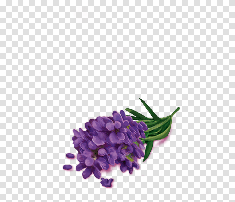 Lavender Flowers, Plant, Floral Design Transparent Png