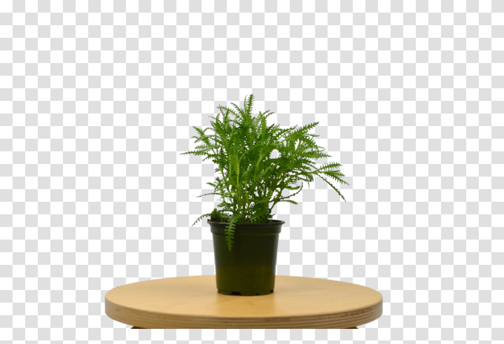 Lavender French Houseplant, Tabletop, Furniture, Pot, Coffee Table Transparent Png