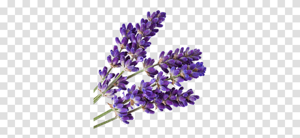 Lavender Images Background Lavender, Plant, Flower, Blossom Transparent Png