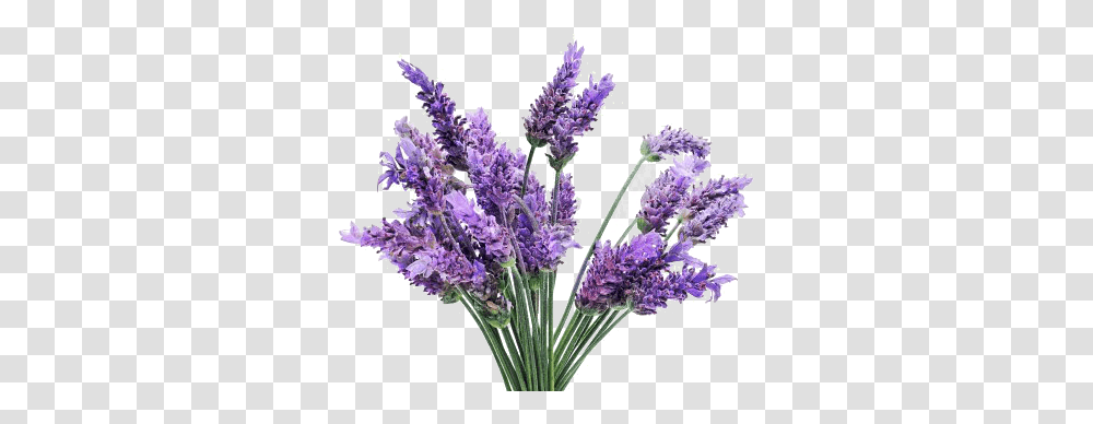 Lavender Images Lavender Flowers Background, Plant, Blossom Transparent Png