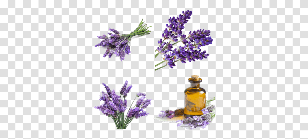 Lavender Images Stickpng Lavender Flowers Background, Plant, Blossom, Pollen Transparent Png