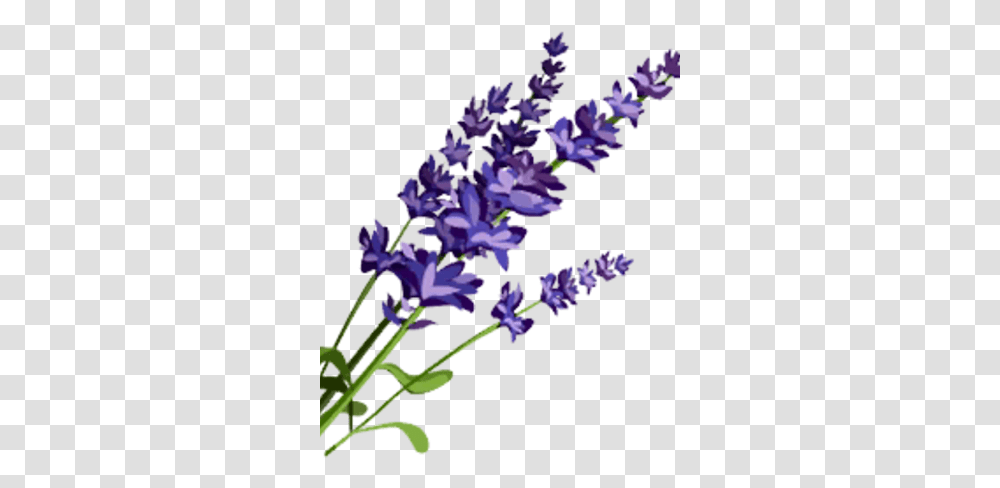 Lavender Lavender, Plant, Flower, Blossom, Iris Transparent Png