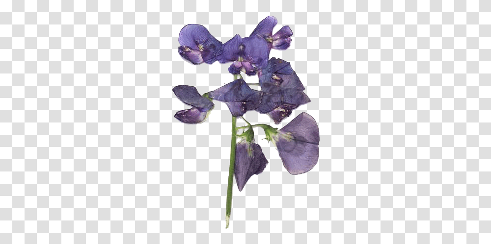 Lavender Moodboard Moodboards Purple Flowers, Iris, Plant, Blossom, Petal Transparent Png