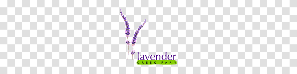 Lavender Oil Benefits Kapiti Natural Oil Products New Zealand Nz, Plant, Flower, Blossom Transparent Png