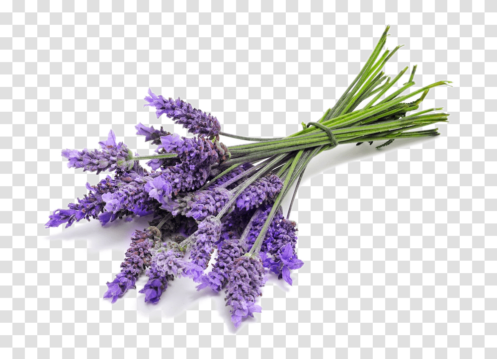 Lavender Oil Pure Lavender Oil Uses And Benefits Lavender Oil, Plant, Bird, Animal, Flower Transparent Png