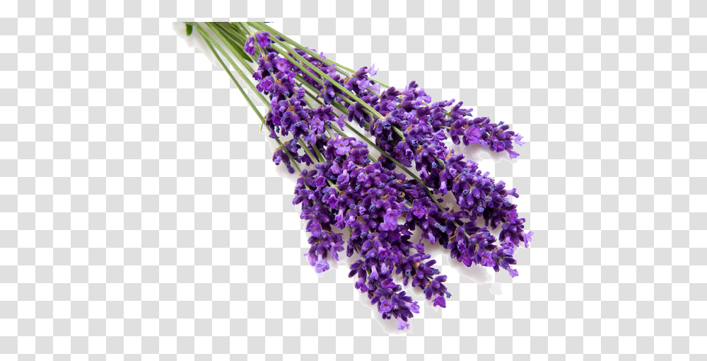 Lavender Picture Lavender Oil, Plant, Flower, Blossom, Lilac Transparent Png