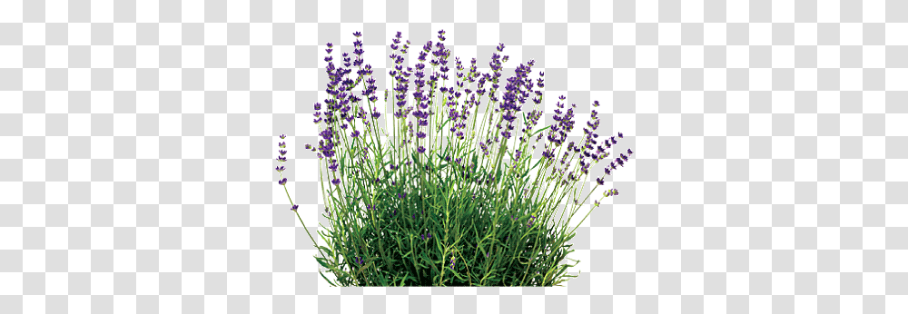 Lavender Plant 2 Image Lavender, Flower, Blossom, Purple, Grass Transparent Png