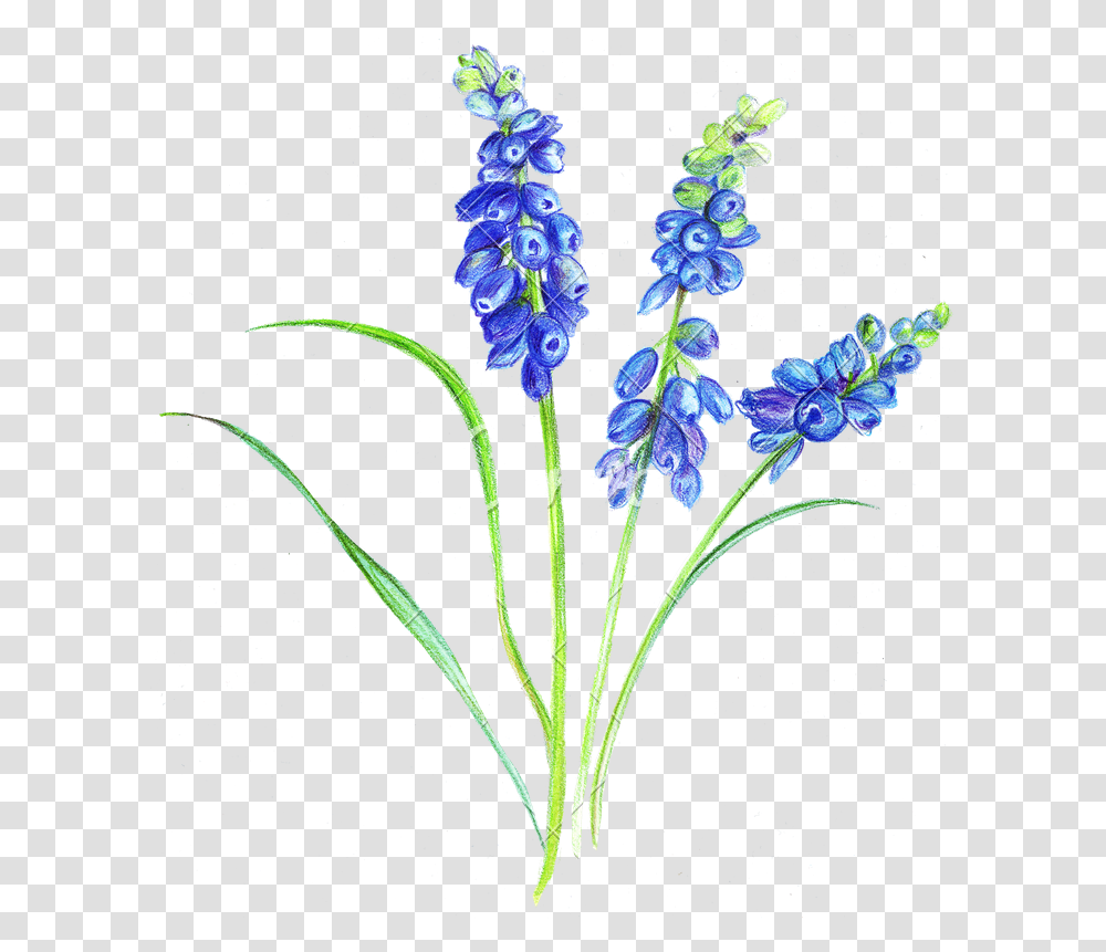 Lavender Plant Drawing Free Download Flowers With Colour Pencil, Blossom, Iris, Acanthaceae, Lupin Transparent Png