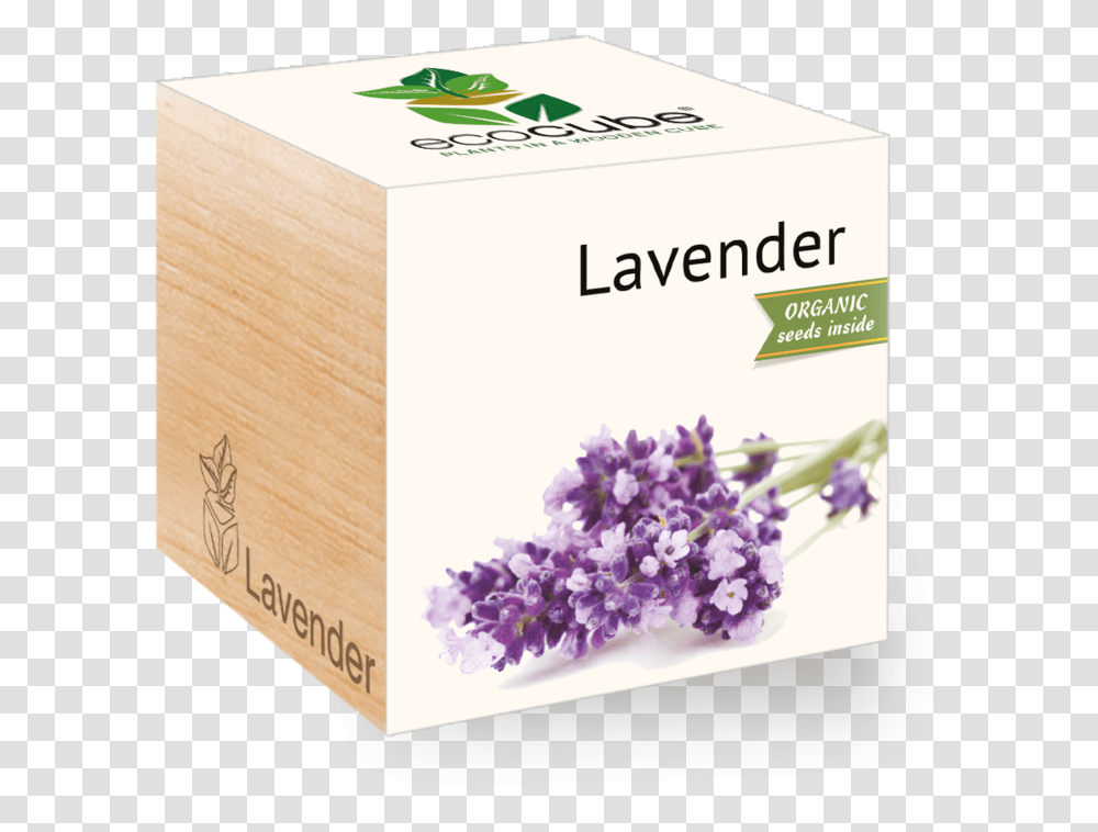 Lavender Plant, Flower, Blossom, Box, Lilac Transparent Png