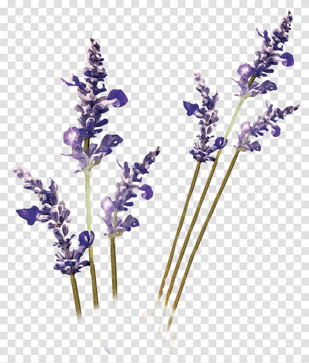 Lavender Plant, Flower, Blossom, Jar, Pottery Transparent Png