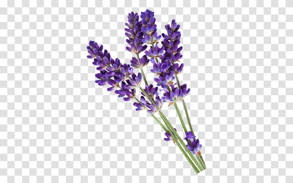 Lavender, Plant, Flower, Blossom, Lupin Transparent Png