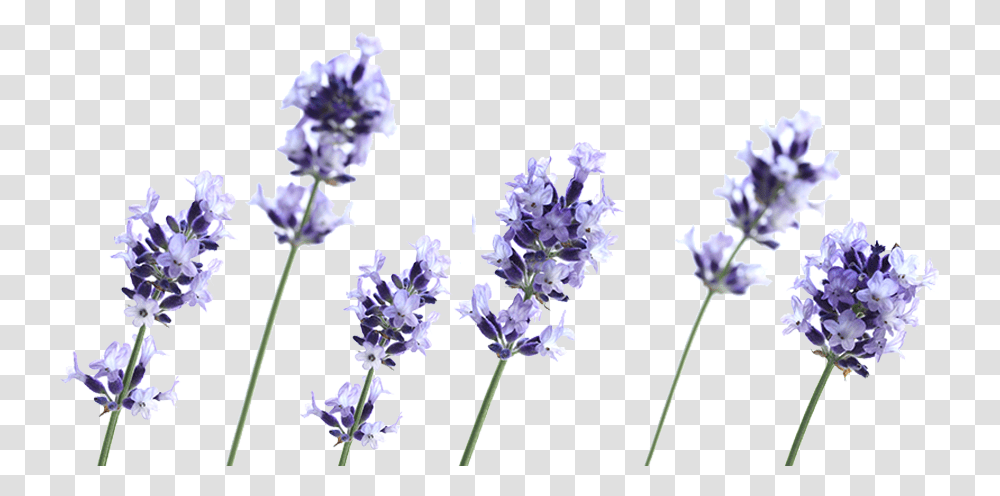 Lavender Plant, Flower, Blossom, Petal, Agapanthus Transparent Png