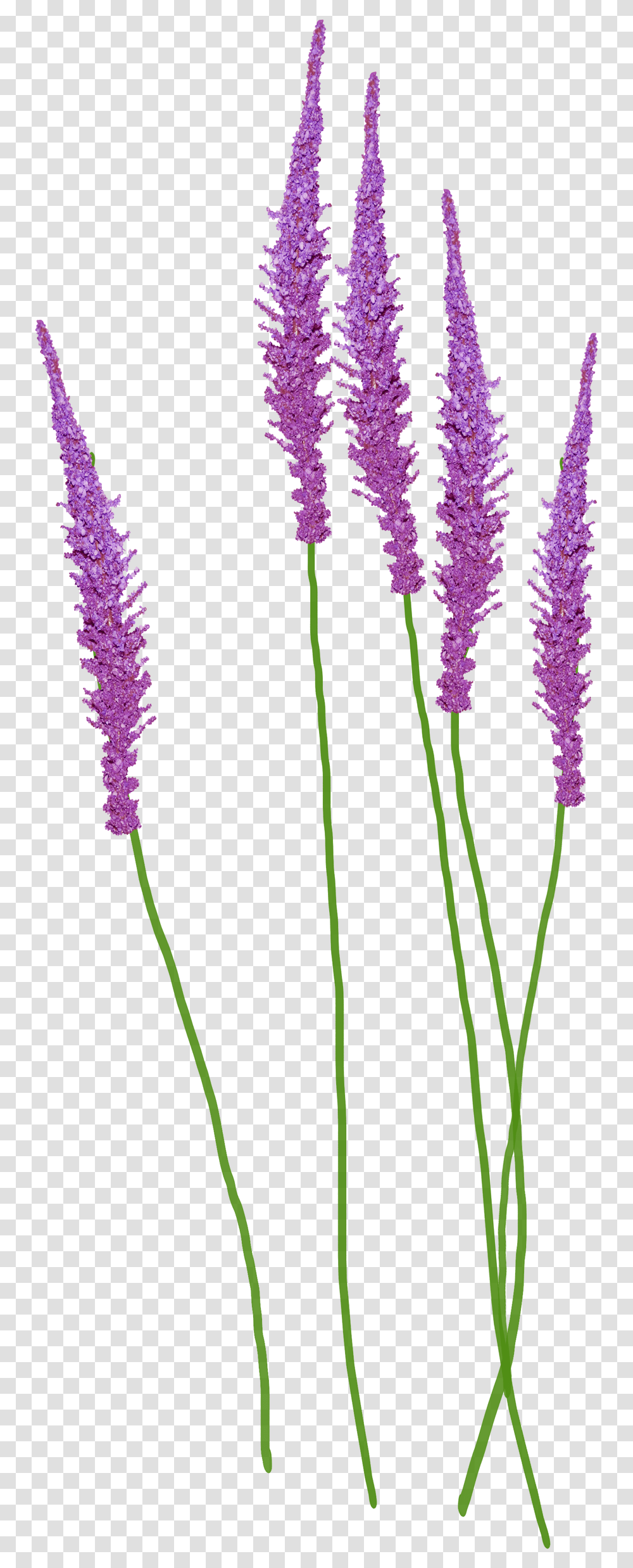Lavender Plant, Flower, Blossom, Purple, Lupin Transparent Png