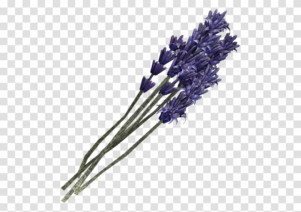 Lavender, Plant, Flower, Blossom Transparent Png