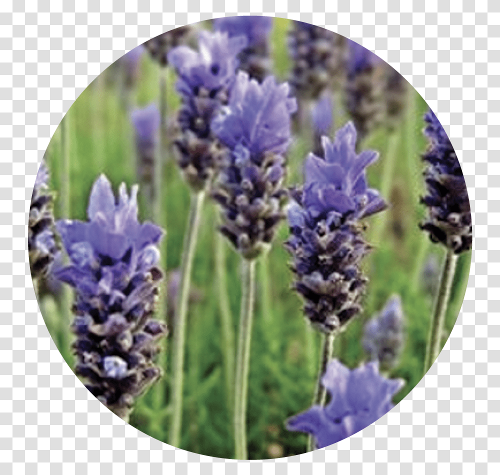 Lavender, Plant, Flower, Blossom Transparent Png