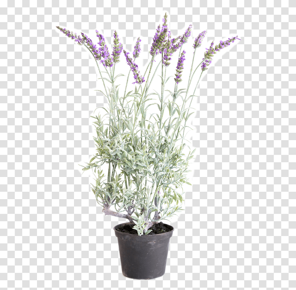 Lavender Plant, Flower, Geranium, Pineapple, Iris Transparent Png