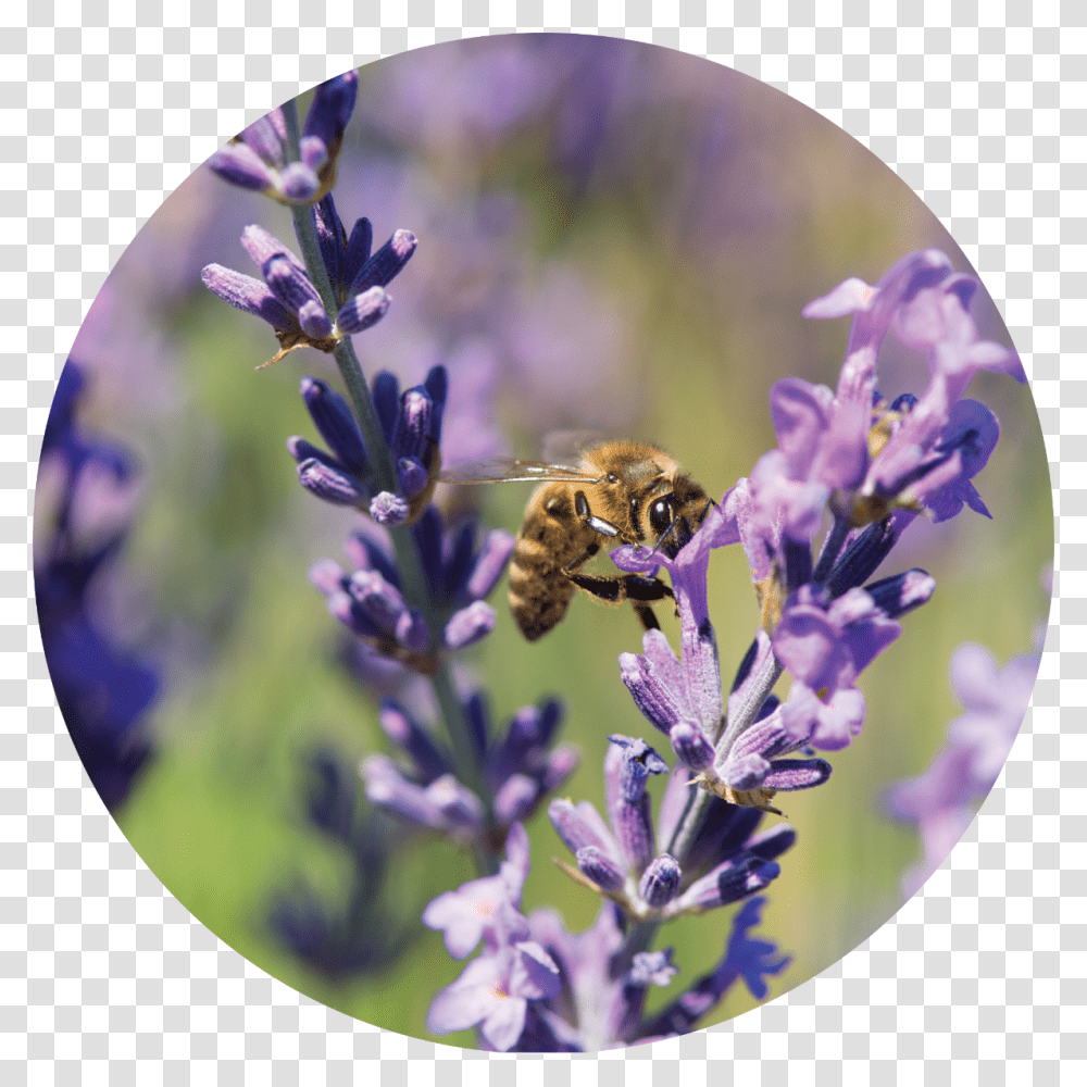 Lavender Plant, Honey Bee, Insect, Invertebrate, Animal Transparent Png