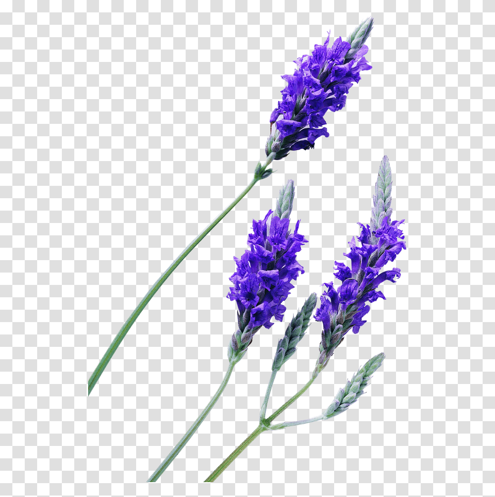 Lavender Plant Lavender Flower No Background Lavender, Blossom, Lupin Transparent Png