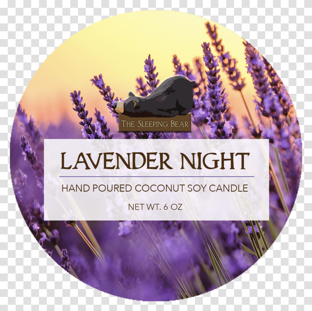 Lavender Plant, Purple, Person, Human, Flower Transparent Png