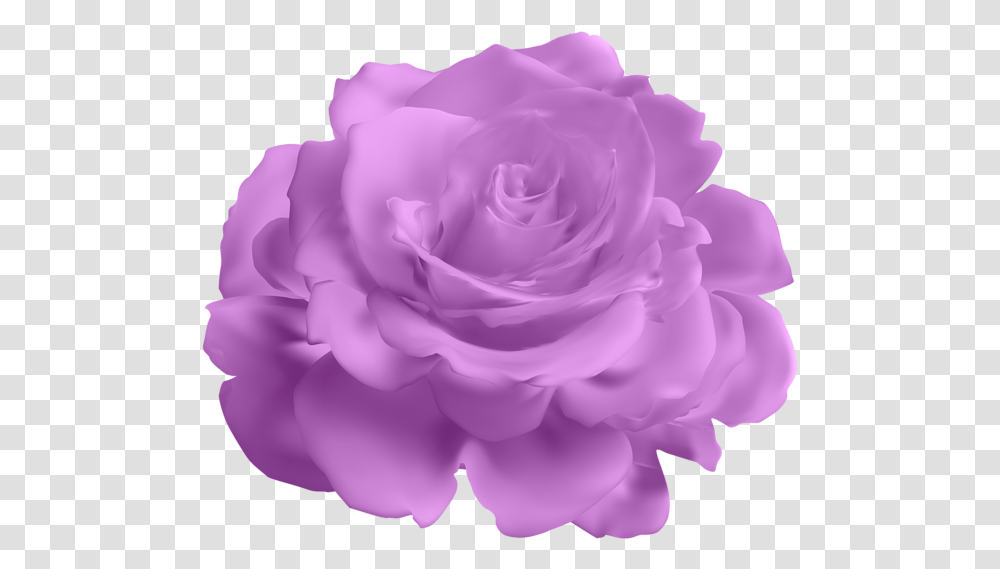 Lavender Purple Rose Free Blue Flower Background, Plant, Blossom, Petal, Carnation Transparent Png