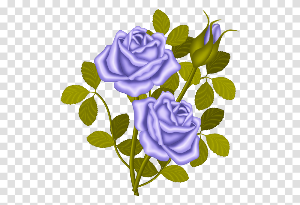 Lavender Roses Proud Rose Story, Plant, Flower, Blossom Transparent Png