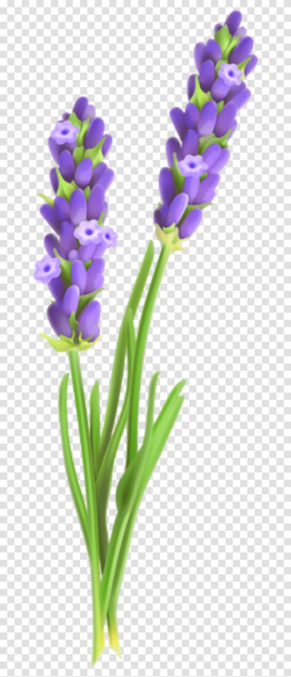 Lavender Sprig Clipart Lavender Plant Clip Art, Flower, Blossom, Iris Transparent Png