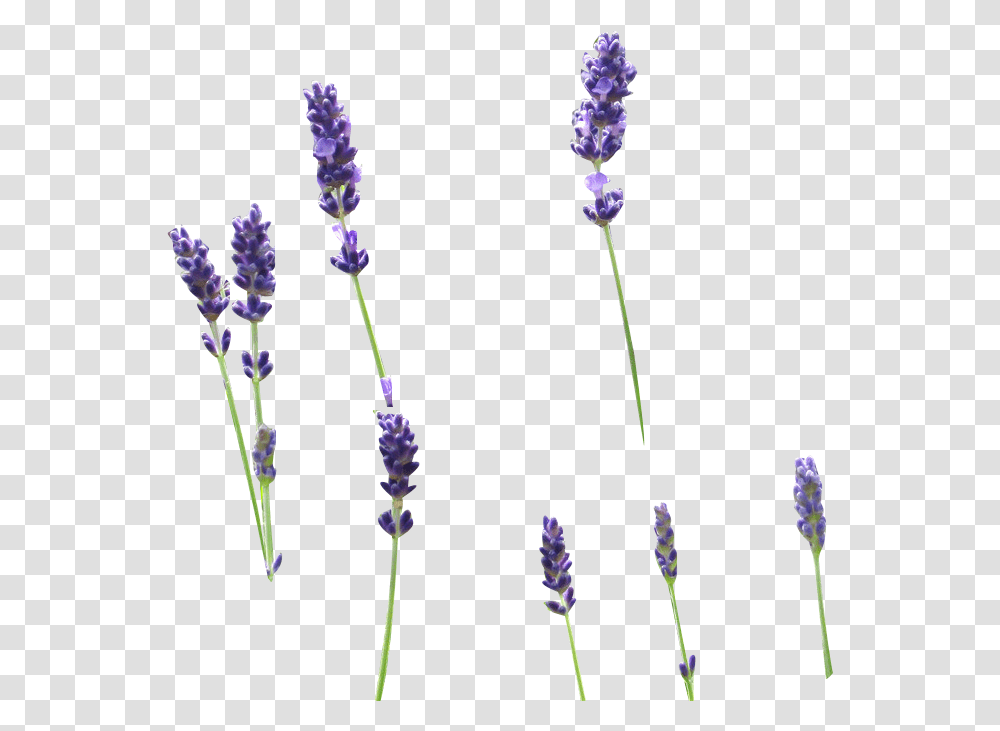 Lavender Sprig Clipart, Plant, Flower, Blossom, Lupin Transparent Png