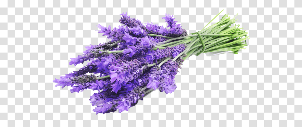 Lavender Sprig Lavender, Plant, Flower, Blossom, Purple Transparent Png