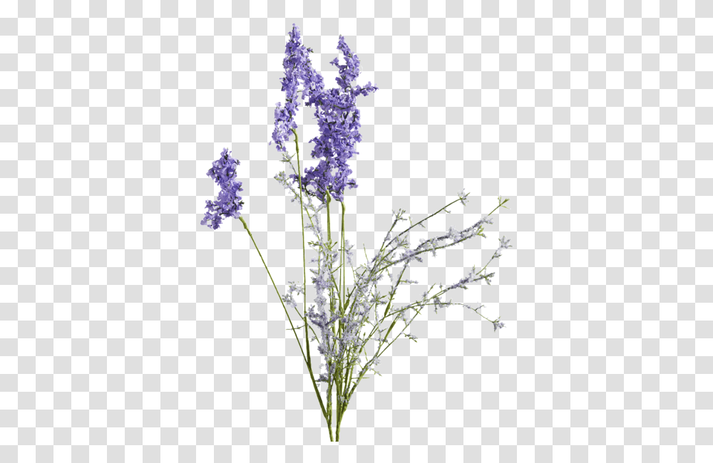 Lavender Stem Clipart Lavender Flower Drawing, Plant, Blossom, Lilac Transparent Png