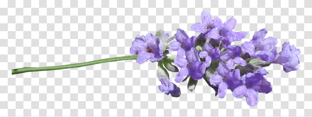 Lavender Stem Cut Out Lavender, Plant, Flower, Blossom, Geranium Transparent Png