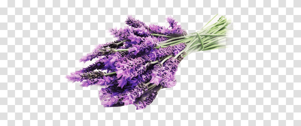 Lavender Used As Medicine, Plant, Flower, Blossom, Purple Transparent Png