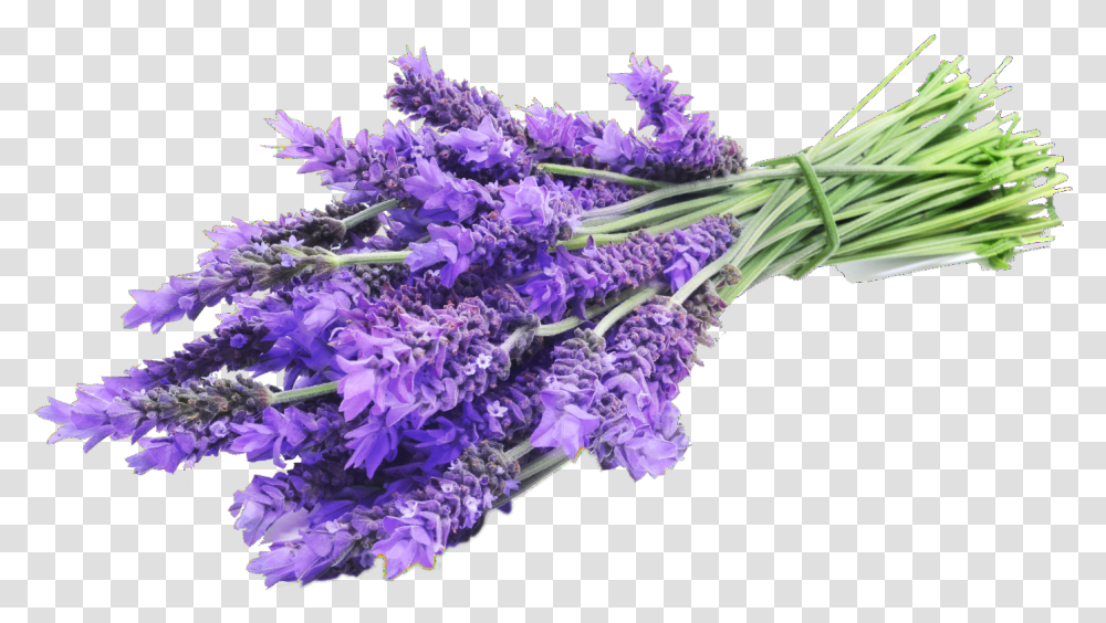 Lavender Vanilla Fragrance Oil Lavender, Plant, Flower, Blossom, Lilac Transparent Png