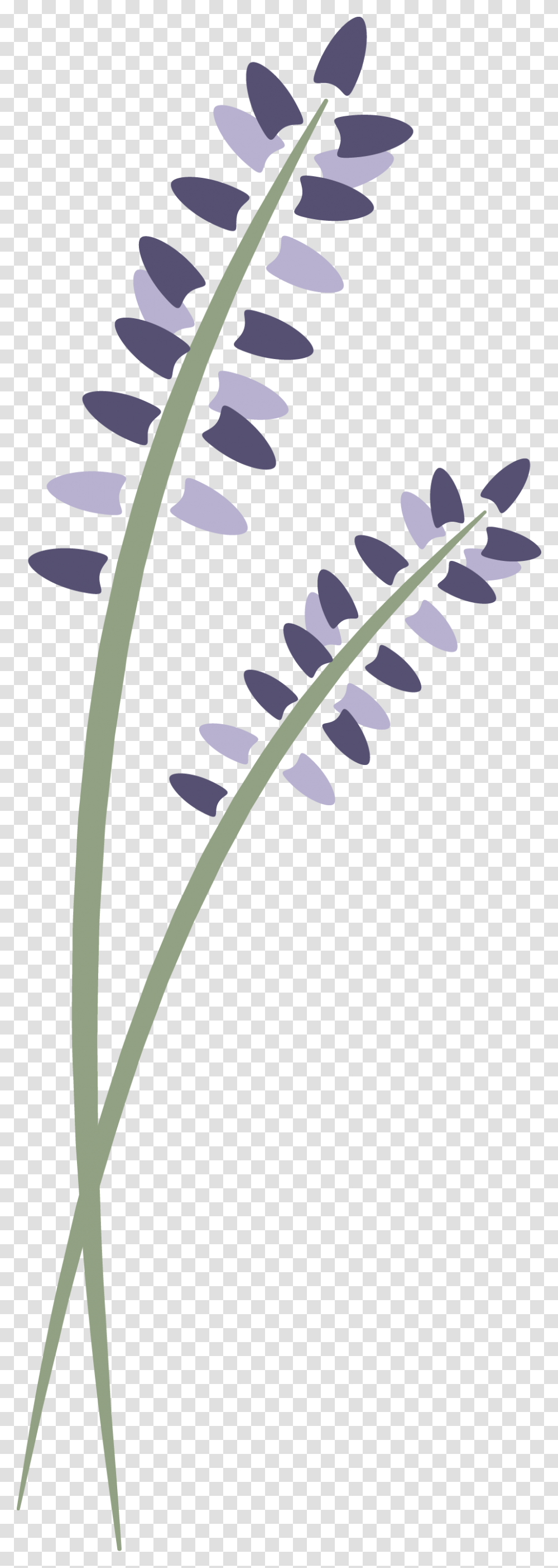 Lavenderlogovertical Lavender Springs Spa Clip Art, Green, Plant, Flower, Pineapple Transparent Png