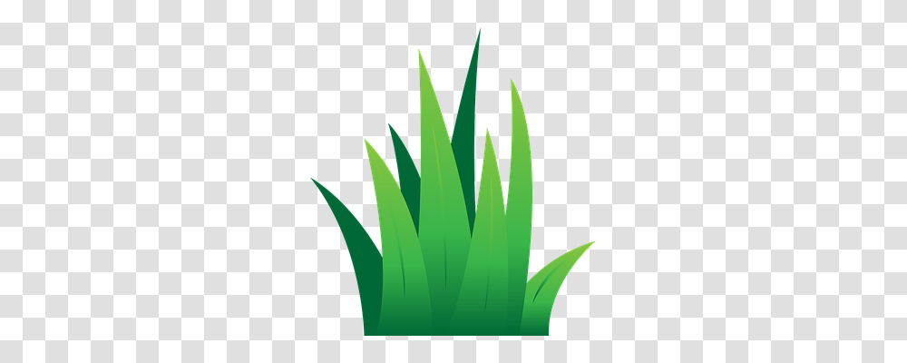 Lawn Nature, Plant, Aloe, Leaf Transparent Png