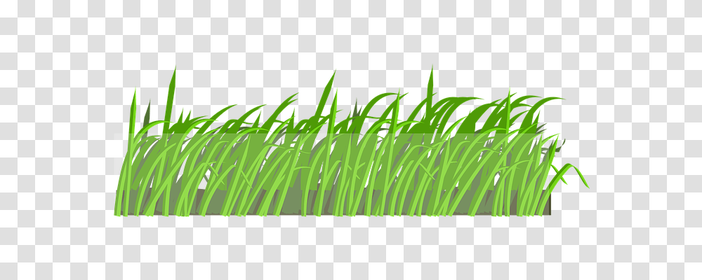 Lawn Nature, Grass, Plant Transparent Png