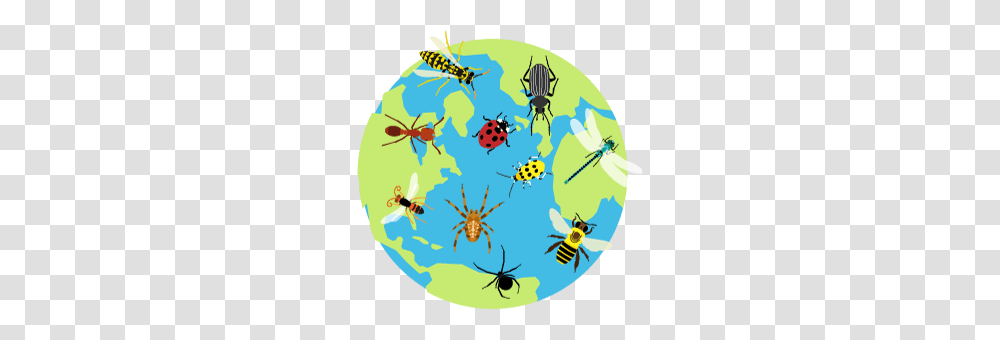 Lawn Bugs And Insects Guide, Invertebrate, Animal, Painting Transparent Png