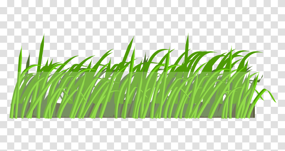 Lawn Field Grass Landscape Image Grass, Plant Transparent Png