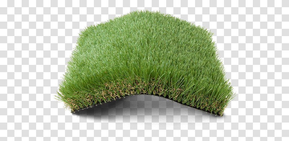 Lawn, Grass, Plant Transparent Png