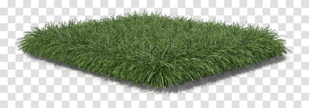 Lawn, Grass, Plant, Vegetation, Agropyron Transparent Png