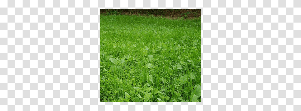Lawn, Grass, Plant, Vegetation, Bush Transparent Png