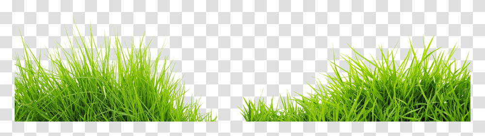 Lawn Grass, Plant, Vegetation, Outdoors, Nature Transparent Png